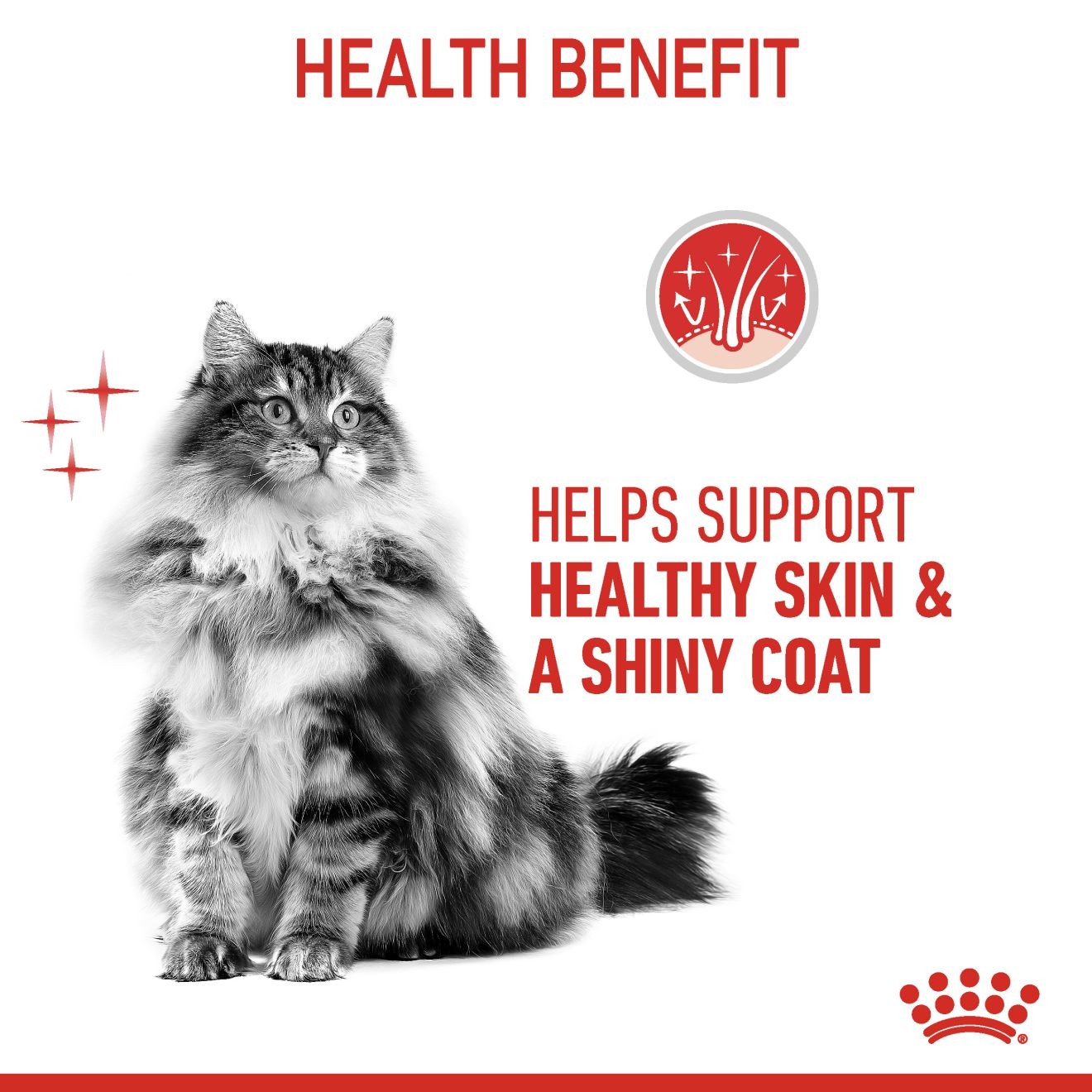 3lb Royal Canin Hair & Skin Care Dry Cat Food USA | 597143-AYV